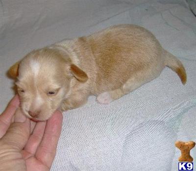 Mixed Breed Puppies for Sale